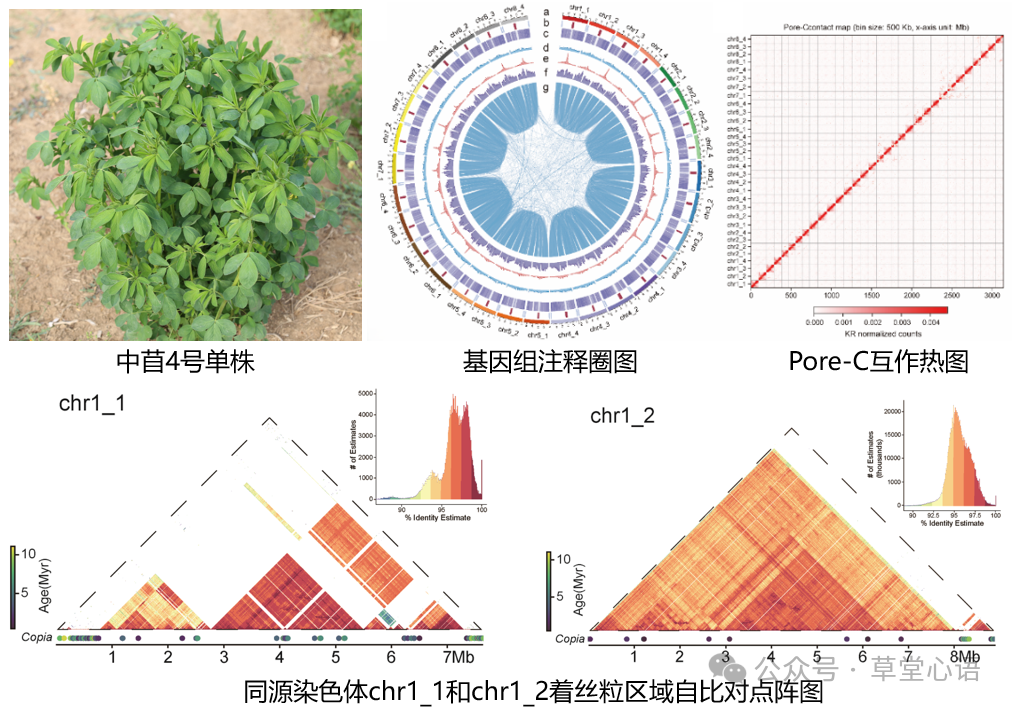 紫花苜蓿端粒到端粒基因组为遗传改良提供“精准导航”